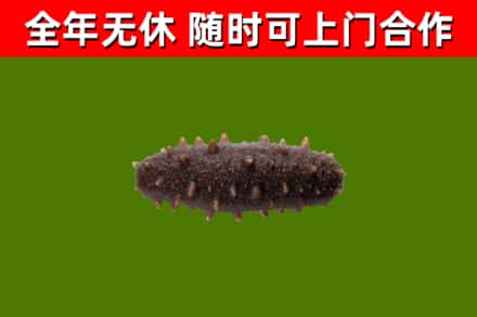 阿克陶县烟酒回收干海参.jpg